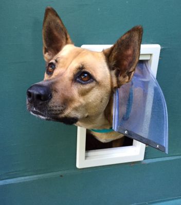 Pet Door Repair Service